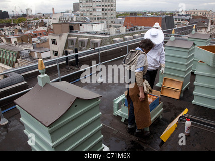 Alveari sul tetto di Fortnum & Mason, Londra - gli apicoltori a frequentare gli alveari in pre-inverno health check Foto Stock