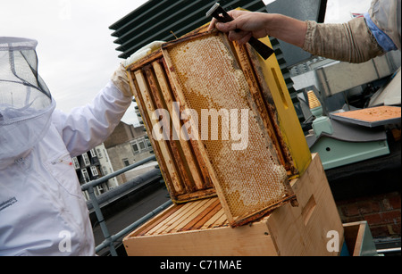 Alveari sul tetto di Fortnum & Mason, Londra - rimozione nido pronto per la mietitura Foto Stock