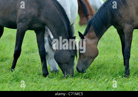 Arabian mares al pascolo a Michalow allevamento di cavalli arabi Foto Stock