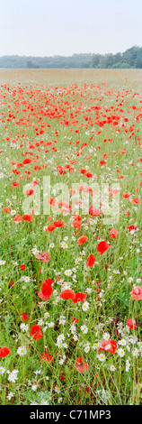 Campo di papaveri comune Papaver rhoeas in NORFOLK REGNO UNITO Foto Stock