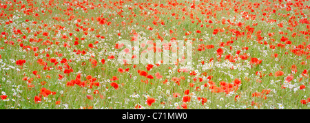 Campo di papaveri comune Papaver rhoeas in NORFOLK REGNO UNITO Foto Stock