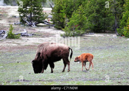 Un bambino buffalo segue la sua madre nel Parco Nazionale di Yellowstone, Wyoming. Foto Stock