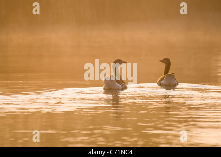 Graylag oche in Misty Dawn su Hickling Broad Norfolk Inghilterra Foto Stock