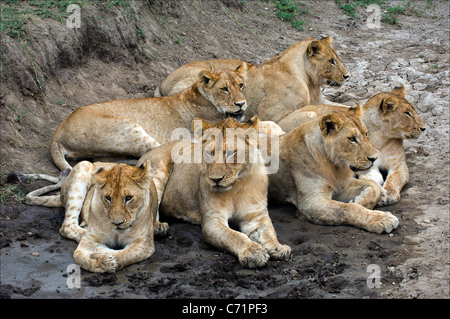 Sette leoni. Nel caldo del giorno sette leoni hanno un periodo di riposo in una cava. Foto Stock