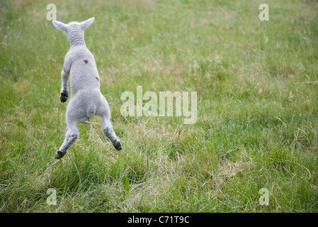 Agnello jumping, vista posteriore Foto Stock