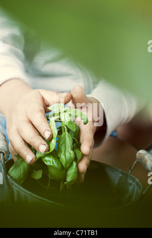 Bambino di toccare il basilico pianta, ritagliato Foto Stock