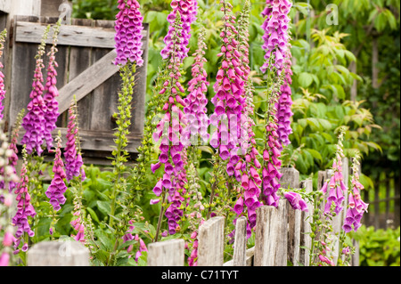 Foxglove, Digitalis purpurea, in fiore Foto Stock