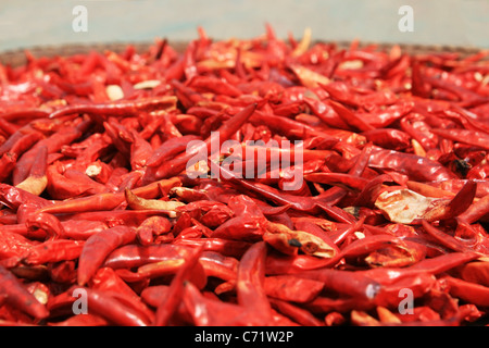 Peperoncino rosso essiccamento in un cesto al sole Foto Stock