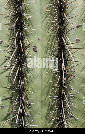 Dettaglio del cactus Saguaro (Carnegiea gigantea) mostra due righe di spine Foto Stock