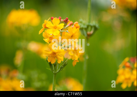 Primula prolifera, candelabri Primula, in fiore Foto Stock