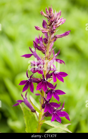 Lobelia x speciosa 'Hadspen viola' in fiore Foto Stock