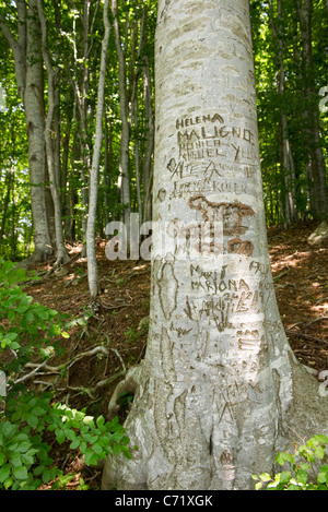 Tronco di albero con intagli Foto Stock
