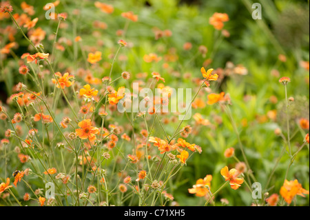 Geum 'Dolly Nord' in fiore Foto Stock