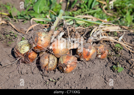 Appena scavato cipolle organico asciuga sulla superficie del terreno Foto Stock