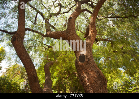 Gli alberi a basso angolo di visione Foto Stock