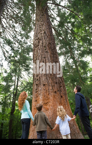 Famiglia insieme permanente alla base di alti alberi, tenendo le mani, vista posteriore Foto Stock