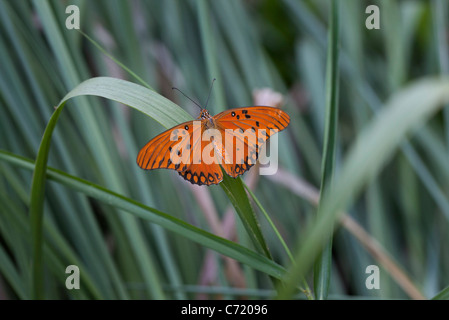 Gulf fritillary farfalla sulla lama di erba Foto Stock