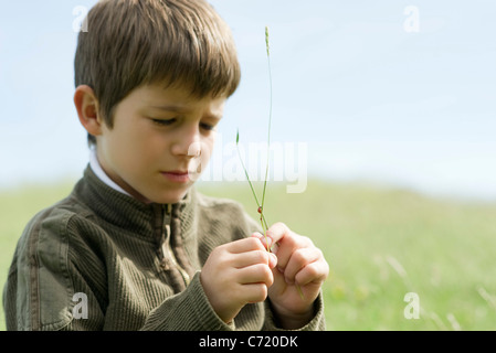 Ragazzo guardando la coccinella strisciando sul ramoscello Foto Stock