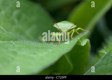 Green stink bug su foglia, close-up Foto Stock