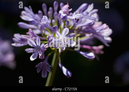 Giglio africano (agapanthe), close-up Foto Stock