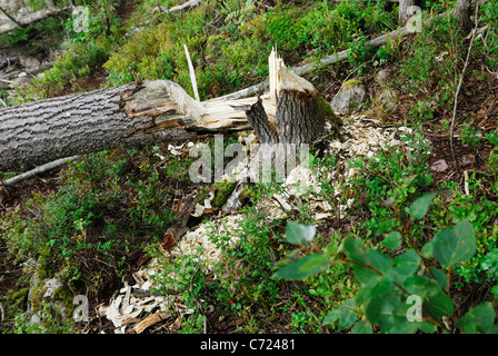 Albero abbattuto da castoro europeo (Castor fiber) sulla riva di un lago svedese Foto Stock