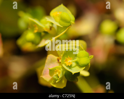 Portland, Euforbia euphorbia portlandica Foto Stock