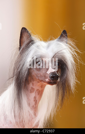 Chinese Crested Dog, glabre Foto Stock