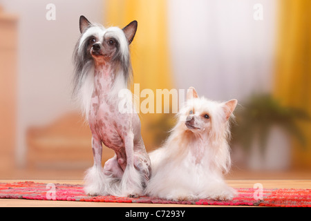 Crested cinese cani, coppia, glabre e powderpuff / polvere puff Foto Stock