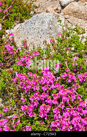 Penstemon newberryi o orgoglio di montagna di fiori di campo a fianco di Tioga Road, Yosemite National Park, Stati Uniti d'America. JMH5280 Foto Stock