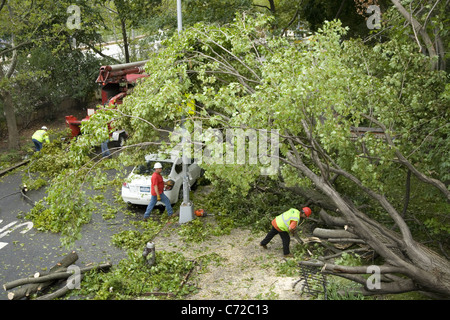 2011:equipaggio rimuove albero caduto a causa dell'Uragano Irene proveniente attraverso Brooklyn, New York. Foto Stock