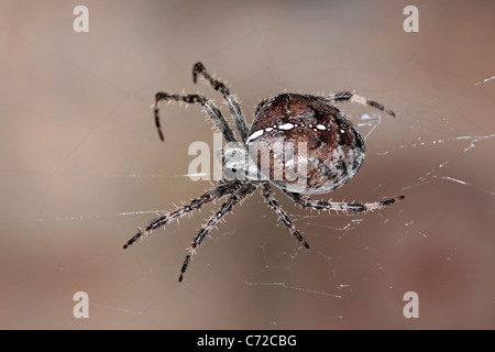 Giardino Spider (Araneus diadematus) Foto Stock