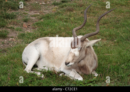 (Barwa Addax nasomaculatus) a Yorkshire Wildlife Park Foto Stock