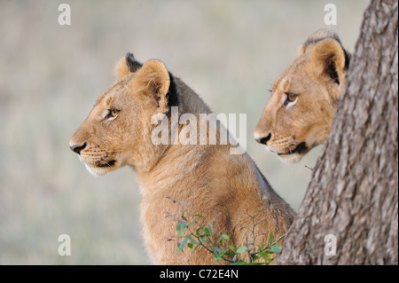 East African Lion - Massai lion (Panthera leo nubica) ritratto di due grandi cubs a Masai Mara Foto Stock