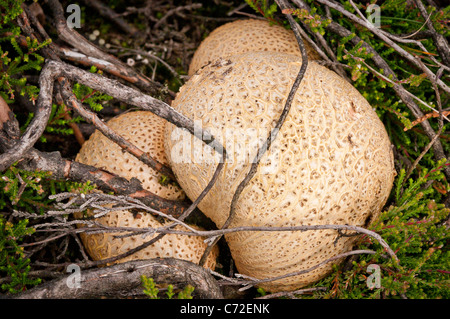 Leopard Earthball (Scleroderma areolatum) Foto Stock