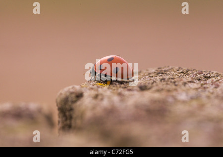 Una coccinella o coccinella sulla recinzione di legno post Foto Stock