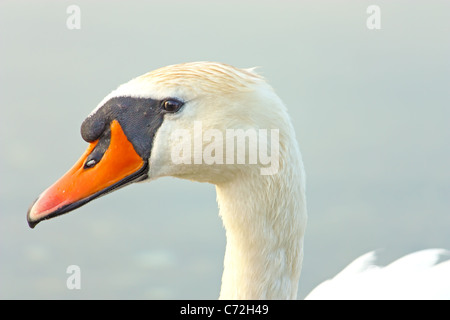 Testa di un grande bellissimo cigno bianco sul lago Foto Stock