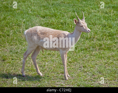 I capretti Daini Stag (dama dama) Foto Stock