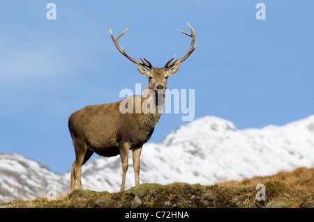 Il cervo (Cervus elaphus), maschio o feste di addio al celibato in Glen Garry. La cima innevata dietro Sgurr è un' Mhaoraich (1027 m). Foto Stock