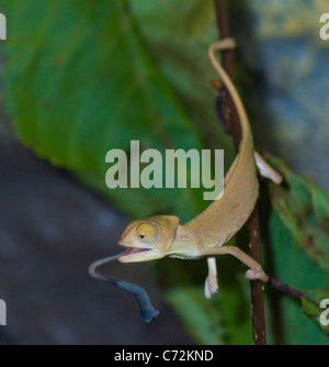Yemen Chameleon o velata Chameleon (Chamaeleo calyptratus) Foto Stock