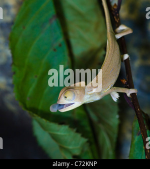 Yemen Chameleon o velata Chameleon (Chamaeleo calyptratus) Foto Stock