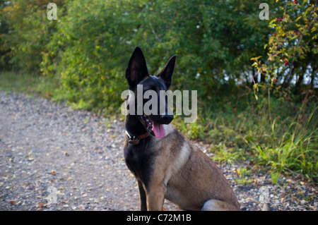 Un giovane belga Malinois femmina di cane pastore Foto Stock
