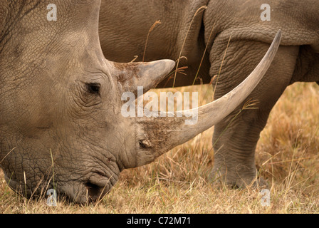 Rinoceronte bianco (Ceratotherium simum), il lago Nakuru National Park, Kenya Foto Stock