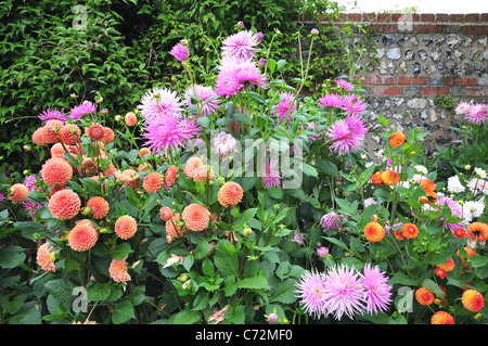 Rosa e arancio fiori dalia, Southover Grange Giardini in Lewes, East Sussex, Inghilterra Foto Stock