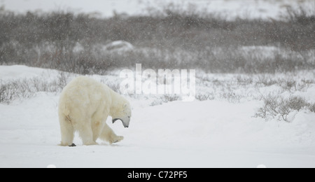 Sbadigliare orso polare. Coperte di neve tundra. Nevica. Le boccole sotto taglia. Foto Stock