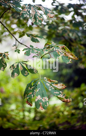 Foglie danneggiate del cavallo Castagno causata dall'Ippocastano leaf miner moth - Cameraria ohridella Foto Stock