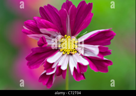 Una singola doppia rosa in fiore fiori cosmos Foto Stock