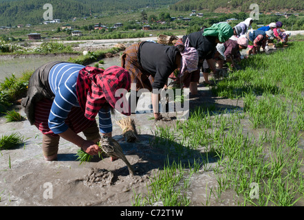 La coltivazione del riso. Gli agricoltori femmina trapiantare i germogli di riso nelle risaie. Paro valley. bhutan Foto Stock