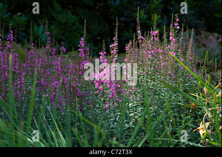 Close-up sunny immagine di Viola salvia fiori in un confine erbacee. Foto Stock