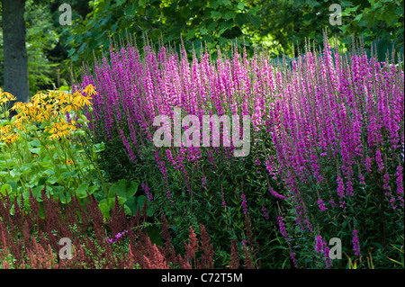 Close-up sunny immagine di Viola salvia fiori in un confine erbacee. Foto Stock