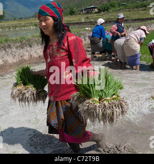 La coltivazione del riso. Gli agricoltori femmina trapiantare i germogli di riso nelle risaie. Paro valley. bhutan Foto Stock